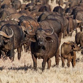 African bison on the grasslands of Kenya by 2BHAPPY4EVER photography & art