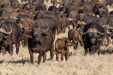 Afrikaanse bizons op de grasvlaktes in Kenia