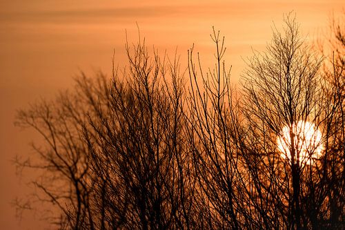 Close-up of an orange sun setting behind bare trees