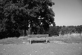 Die Natur entdecken in einem Waldgebiet im Emsland, Niedersachsen, Deutschland von Bianca Meyering Fotos - BMF