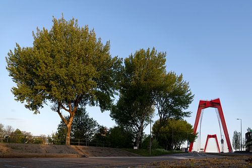 Opbloeiende Willemsbrug