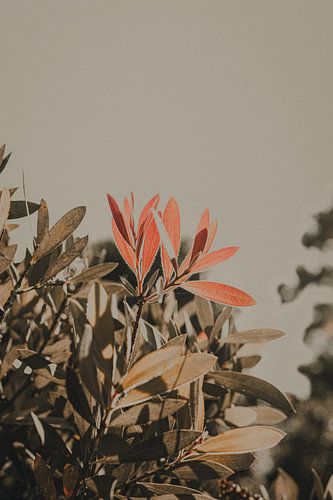 Pflanze in sanftem Licht mit Farbakzenten