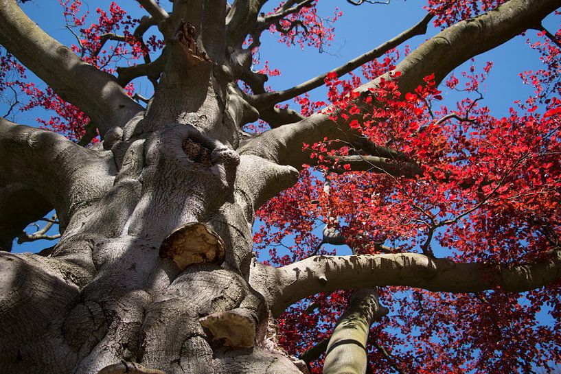 De boom met de rode bladeren. van Aukelien Philips