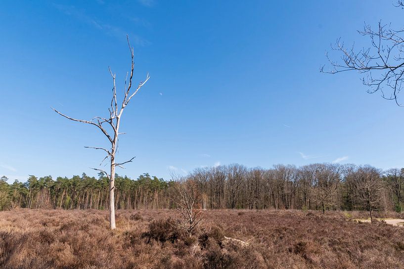 Bare tree on the heath of &#039;t Leesten on the Veluwe by Merijn Loch