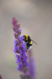 Hommel zoekt nectar van Arthur van der Zwan