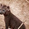 Hyena jong. van Paul Franke