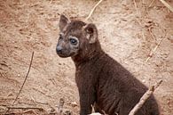 Hyena jong. van Paul Franke thumbnail