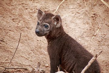 Hyena jong. van Paul Franke