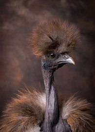 Olivia le poulet ! sur ramona stoker