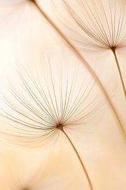 Pusteblumenanzahl von Poster Art Shop