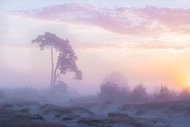 Sunrise in soft pastel shades by Yvon van der Laan