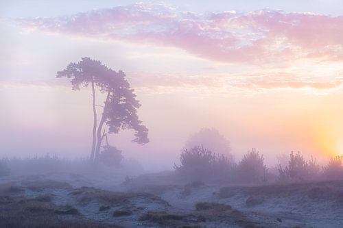 Lever du soleil dans des tons pastel délicats