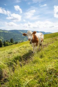 Douce vache de l'Allgäu