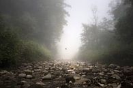 dove rising in Chitwan, Nepal van Rene Mens thumbnail