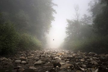 dove rising in Chitwan, Nepal van Rene Mens