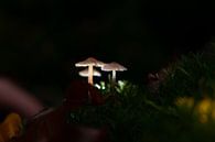 Kleine witte zwam paddenstoelen verlicht in het donkere bos. van Fotografiecor .nl thumbnail