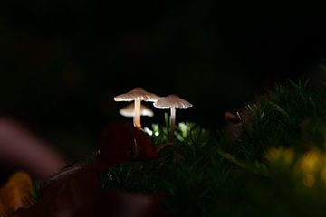Kleine witte zwam paddenstoelen verlicht in het donkere bos. van Fotografiecor .nl