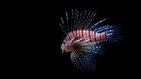 Feuerfisch