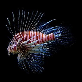 lion fish  by Mark Verhagen