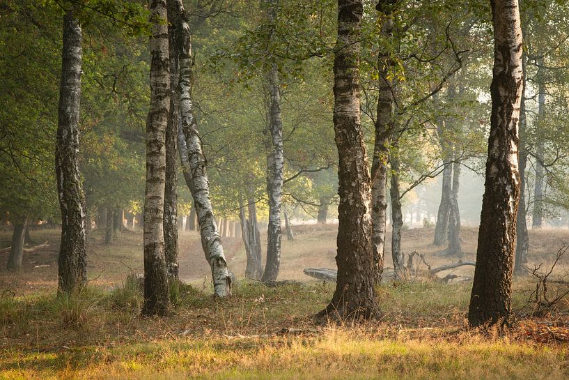 Birchwood by Roelie Steinmann