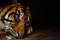 Tiger zum Angriff