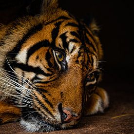 De boze blik van de tijger die wakker wordt gemaakt uit zijn slaap van DutchDroneViews