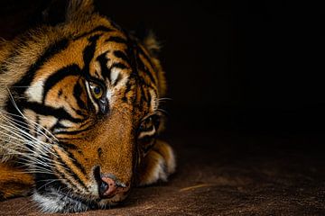 De boze blik van de tijger die wakker wordt gemaakt uit zijn slaap van DutchDroneViews