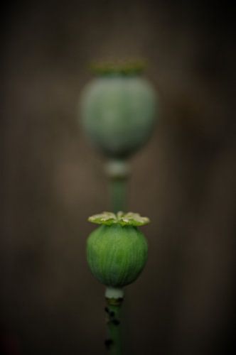 Fora and Fauna Close up