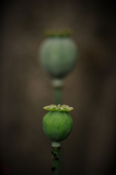 Gros plan sur les forums et la faune par MartinsPhotocorner