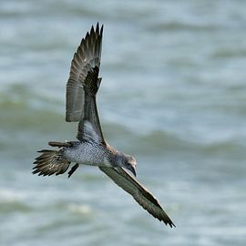 Der jugendliche Jan van Gent von Ronald Mallant