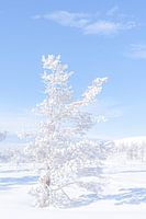 Winter in Lapland
