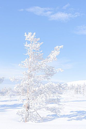 Winter in Lapland