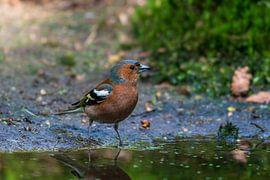 Vink sur Merijn Loch