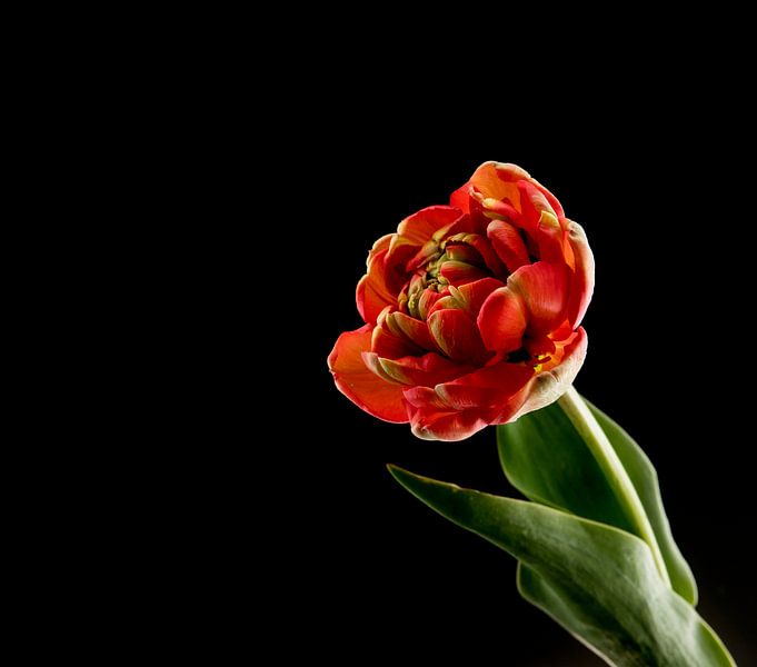 red double tulip on black background by ChrisWillemsen