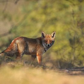 Fox von Bianca Verweij