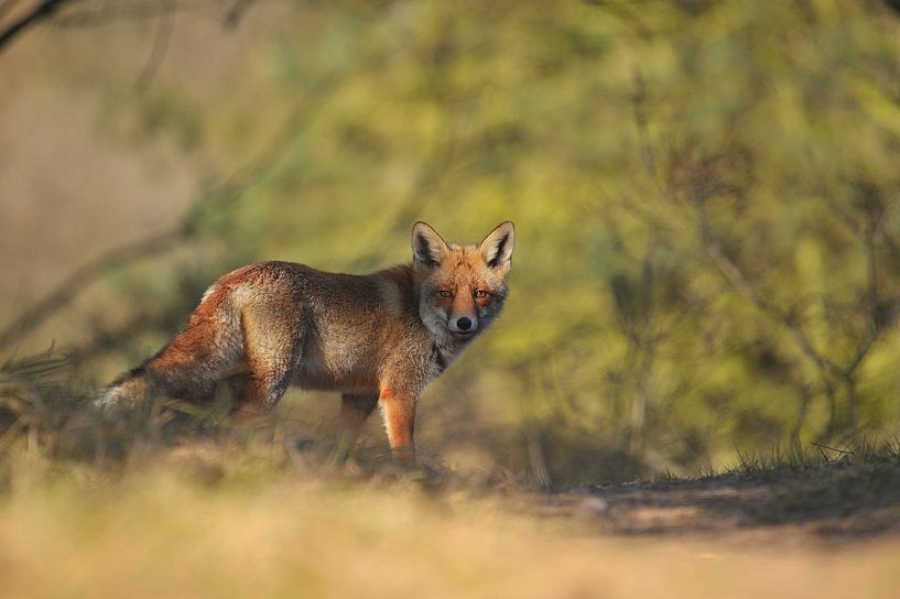 Fox von Bianca Verweij