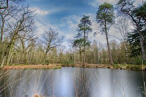 Gefrorener See im Wald