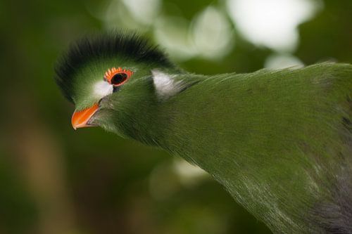 Witwangtoerako lässt sich sehen