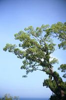 Baum und Meer, Odawara-Observatorium, Japan