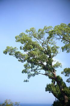 Arbre et mer, Observatoire d'Odawara, Japon