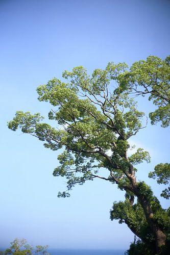 Tree and sea, Odawara Observatory, Japan