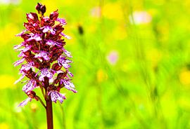 Une orchidée dans une explosion de couleurs - le printemps en jaune et violet sur Fototante