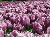 Bloemen