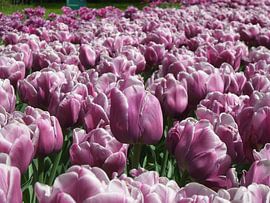 Bloemen sur Veli Aydin