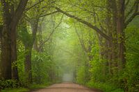 Spring in the forest avenue