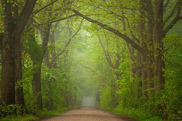 Spring in the forest avenue by Tomas van der Weijden