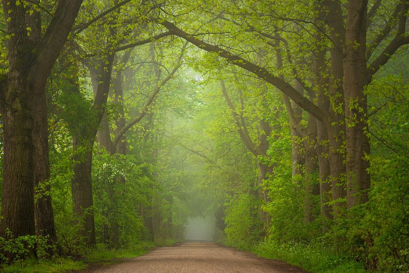 Spring in the forest avenue by Tomas van der Weijden