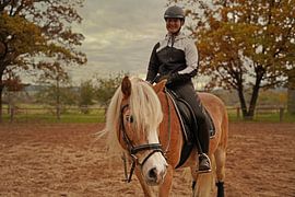 Training with the light brown Haflinger with beige mane