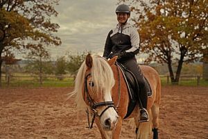 Training mit dem hellbraunen Haflinger mit beigefarbener Mähne