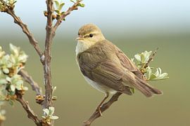 Willow Warbler by Ruben Evers